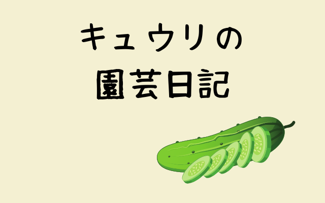 Cucumber-gardening-diary