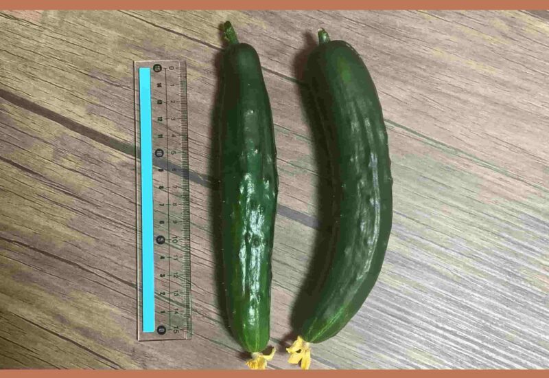 cucumber-harvest