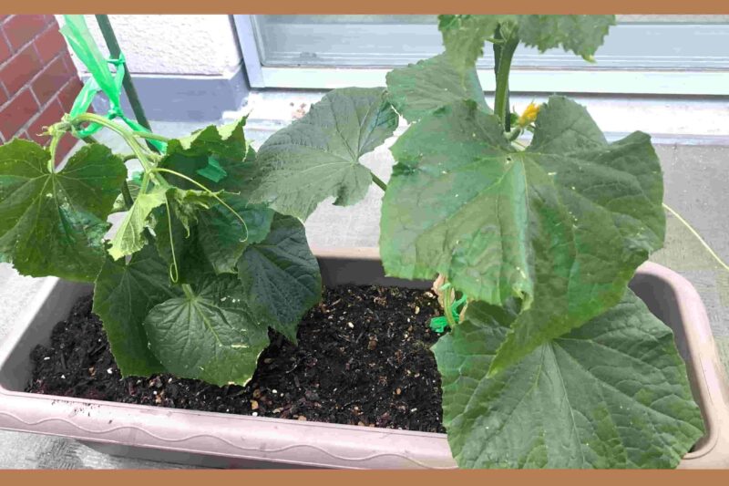 Planted-cucumbers